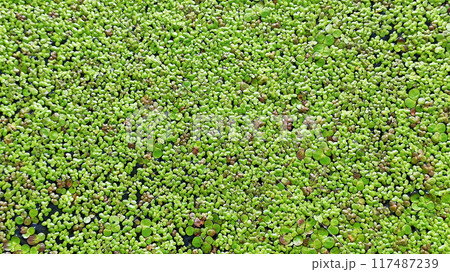 Natural green texture. Lemna perpusilla Torrey. Texture from Common Duckweed Natural green texture. Lemna perpusilla Torrey. Texture from Common Duckweed 117487239