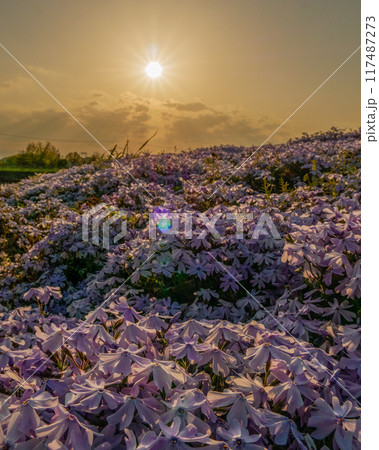 夕日に照らされる芝桜 夕日に照らされる芝桜 117487273