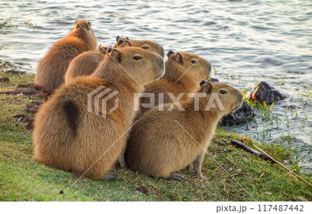 family of capybaras, Hydrochoerus hydrochaeris, on the edge of lake 117487442