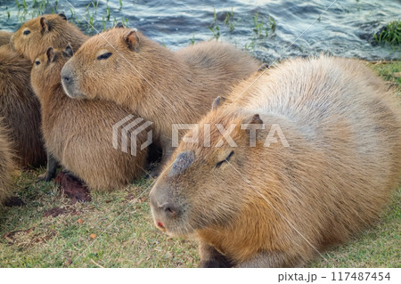 family of capybaras, Hydrochoerus hydrochaeris, on the edge of lake family of capybaras, Hydrochoerus hydrochaeris, on the edge of lake 117487454