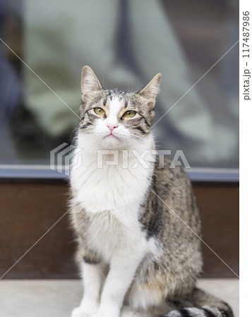 街中の猫 117487986