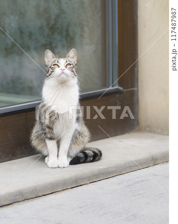 街中で空を見上げる猫 117487987