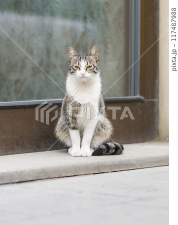 街中の猫 117487988