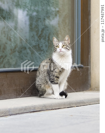 街中の猫 117487991