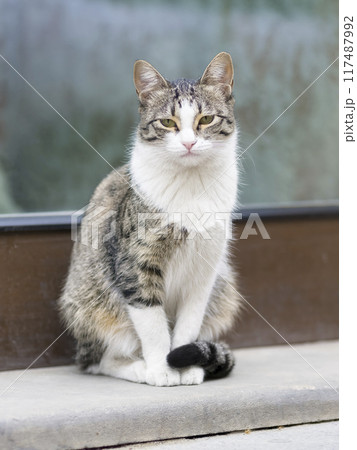 街中の猫 街中の猫 117487992