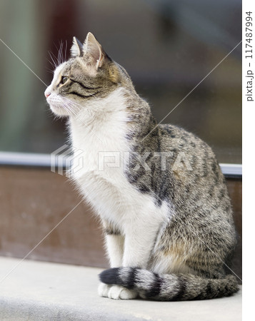 街中の猫 街中の猫 117487994