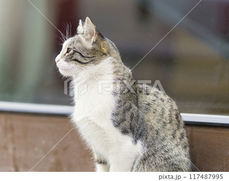街中の猫 117487995