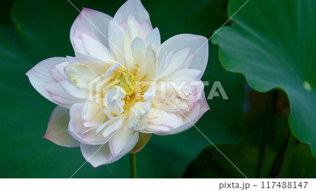 蓮畑に咲く大輪の蓮の花　【布勢町蓮田】 117488147