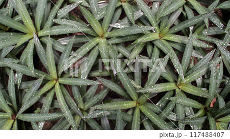 Texture of boat lily or Oyster Lily or Oyster Plant or Moses in the cradle ornamental plant. 117488407