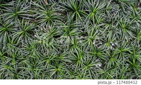Texture of Dwarf Mondo Grass or Ophiopogon japonicus after watering, alternative grass plant that is slow growing and low maintenance. Texture of Dwarf Mondo Grass or Ophiopogon japonicus after watering, alternative grass plant that is slow growing and low maintenance. 117488412