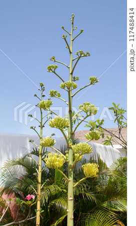 Agave Americana, commonly known as the century plant, maguey, or American aloe flowers blooming. Agave Americana, commonly known as the century plant, maguey, or American aloe flowers blooming. 117488414