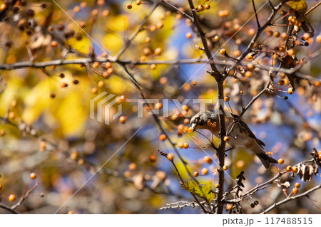 ズミの実を食べるアトリ 117488515