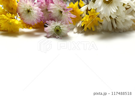 白バックの菊の花束 白バックの菊の花束 117488518
