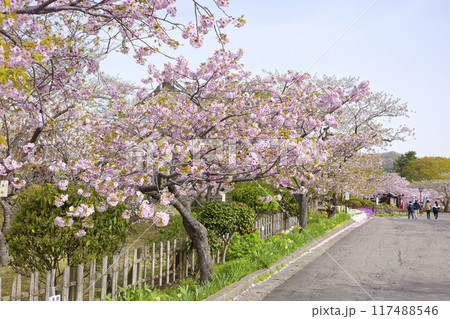 松前城の桜 117488546