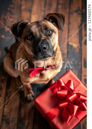 A dog wearing a red bow is sitting on a wooden floor next to presents A dog wearing a red bow is sitting on a wooden floor next to presents 117488574