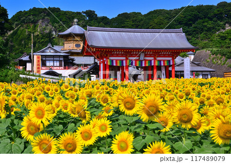 銚子市満願寺前に咲くひまわり 117489079