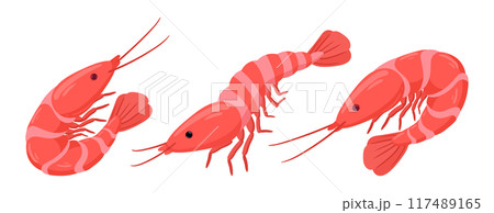 Boiled shrimps. Cartoon seafood, tiger shrimps meat, king prawns without shell flat vector illustration set. Ocean shrimps collection on white 117489165
