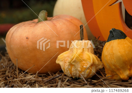 ハロウィン 117489268