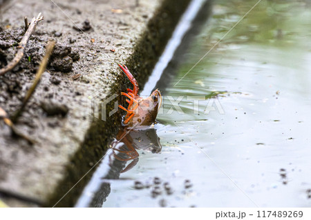 田んぼの用水路にいるアメリカザリガニ 117489269