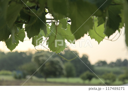 北杜市白州町にて、甲州ブドウの葉先に付いた水滴 117489271