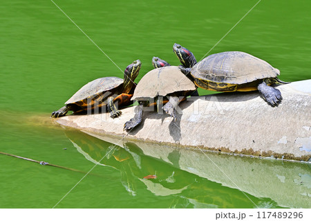 甲羅干しする亀 甲羅干しする亀 117489296