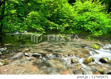 栃木県塩谷郡塩谷町 尚仁沢湧水を流れる川と森林風景 栃木県塩谷郡塩谷町 尚仁沢湧水を流れる川と森林風景 117489475