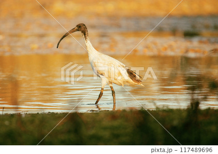 Australian White Ibis Australian White Ibis 117489696