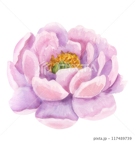 Peony pink flower. Floral print buds. Hand drawn watercolor illustration isolated background. For printing postcards, invitations, textile, clothes, greeting cards 117489739