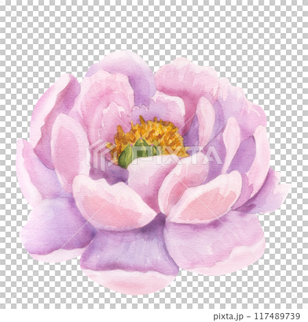 Peony pink flower. Floral print buds. Hand drawn watercolor illustration isolated background. For printing postcards, invitations, textile, clothes, greeting cards 117489739