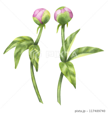 Peony pink buds flower. Floral print with petals, green leaves stems. Hand drawn watercolor illustration isolated background. For printing postcards, invitations, textile, clothes, greeting cards 117489740