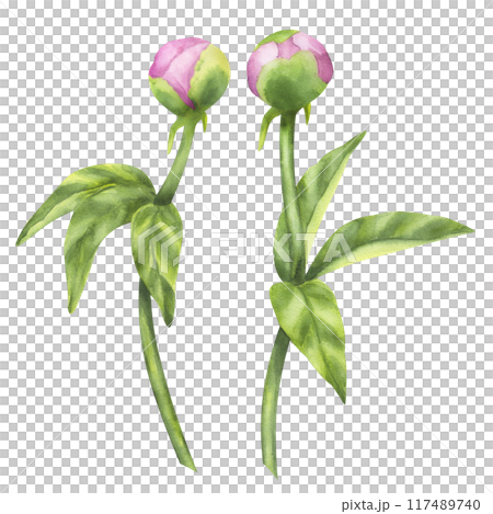 Peony pink buds flower. Floral print with petals, green leaves stems. Hand drawn watercolor illustration isolated background. For printing postcards, invitations, textile, clothes, greeting cards 117489740