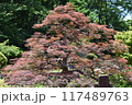 紅葉のある風景 117489763