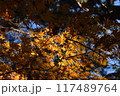 光に照らされた紅葉 117489764