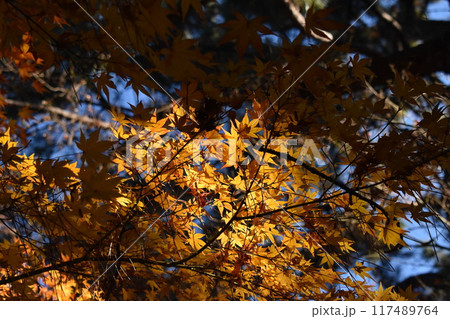光に照らされた紅葉 117489764
