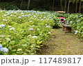 紫陽花のある風景 117489817