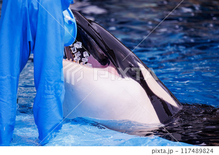 シャチの水分補給 シャチの水分補給 117489824