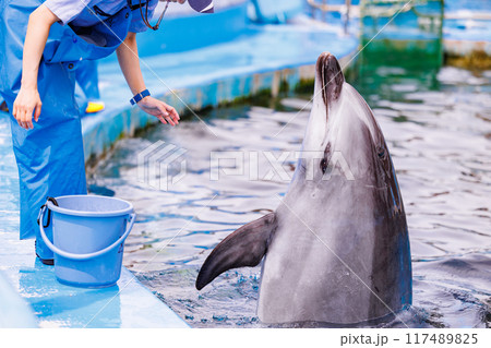 イルカへの訓練と餌やり 117489825