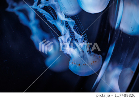 美しいクラゲの水中舞 117489826