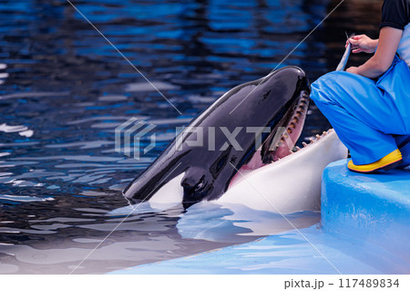 シャチのトレーニング後のご褒美 117489834