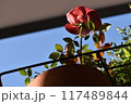 赤いバラ 117489844