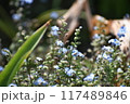 青い花 117489846