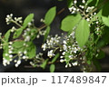 白い花 117489847