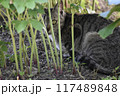 野良猫 117489848