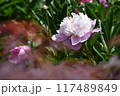 白い花 117489849