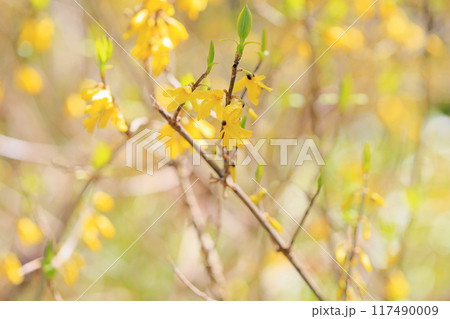 レンギョウの花 レンギョウの花 117490009