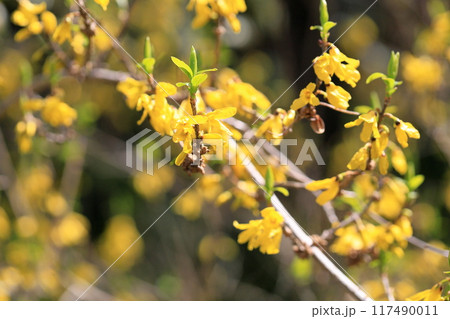 レンギョウの花 レンギョウの花 117490011