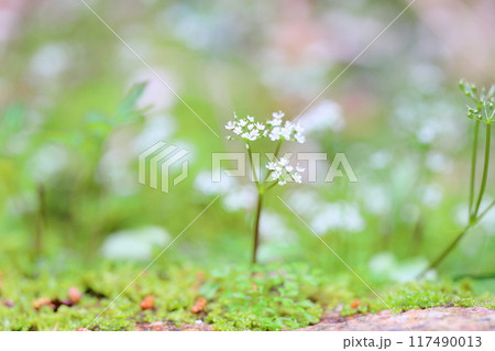 清楚　セントウソウの花 117490013