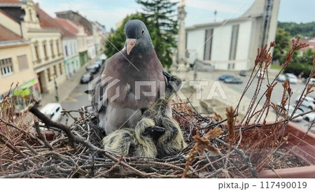 The pigeons demand to be fed in the nest. The doves feed the two-day-old pigeons. Pigeon life in the city 117490019