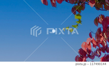 秋の名月昼に満月何かおかしい 117490144