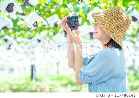 ぶどう狩りをする女性　果物狩りをする女性 117490145
